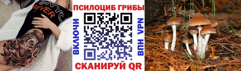 наркошоп  Светлоград  Псилоцибиновые грибы Psilocybine cubensis 